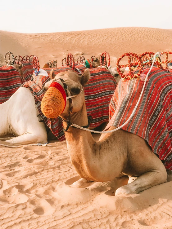 a bed with colorful blankets and camels in the desert