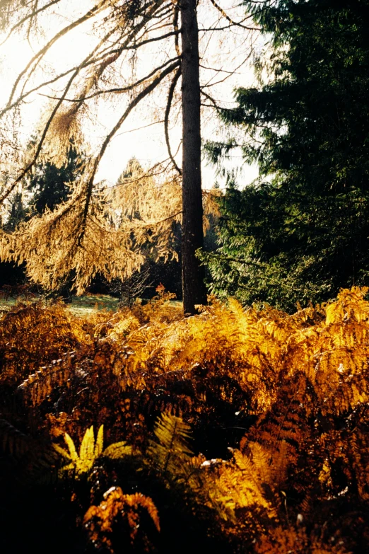 a forest scene with yellow trees and grass