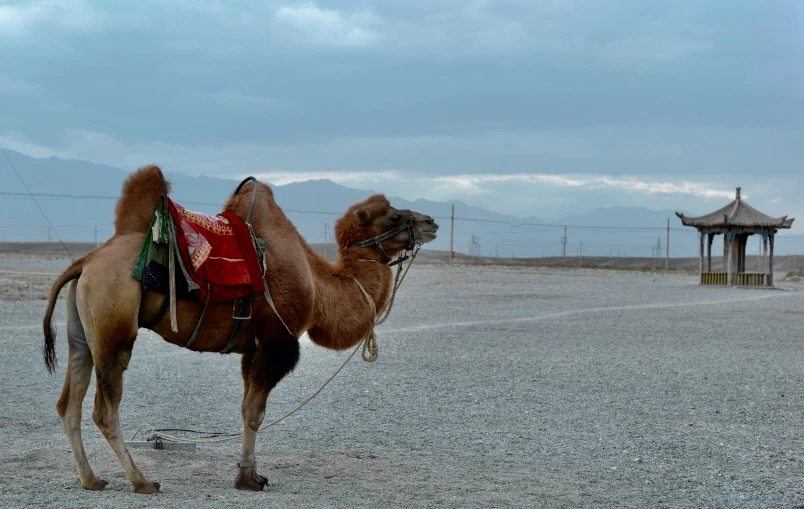 a camel that is sitting in the dirt