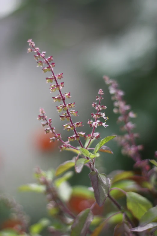 this is some flowers and leaves in the bush