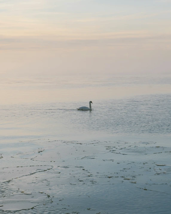 a small duck swims through calm water