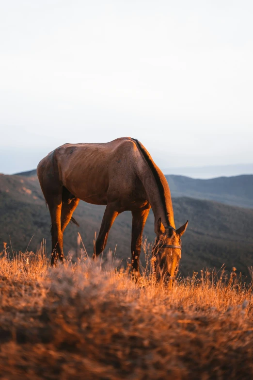 horse in dry grass with mountains in the background