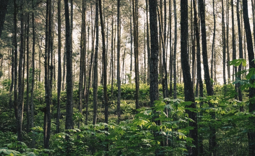 tall trees are surrounded by thick green plants