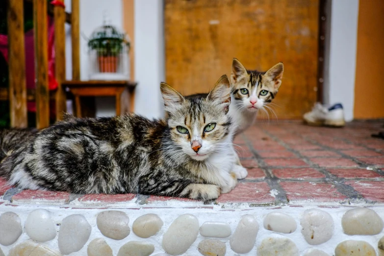 two cats lying down on a brick surface