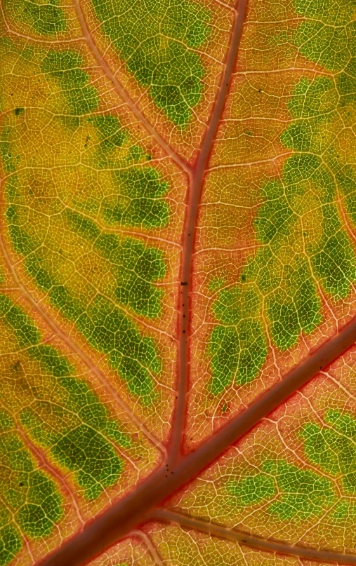a very closeup s of a leaf