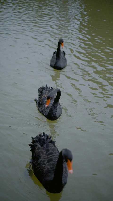 three black birds sitting on top of the water
