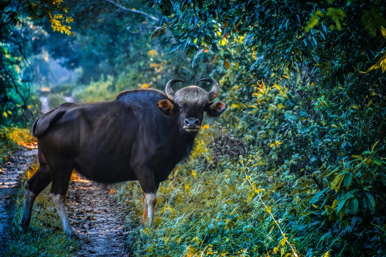 a large animal is standing in the grass