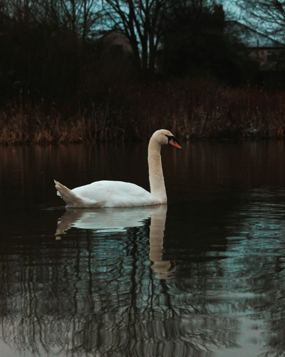 a white swan floating on top of a lake surrounded by trees