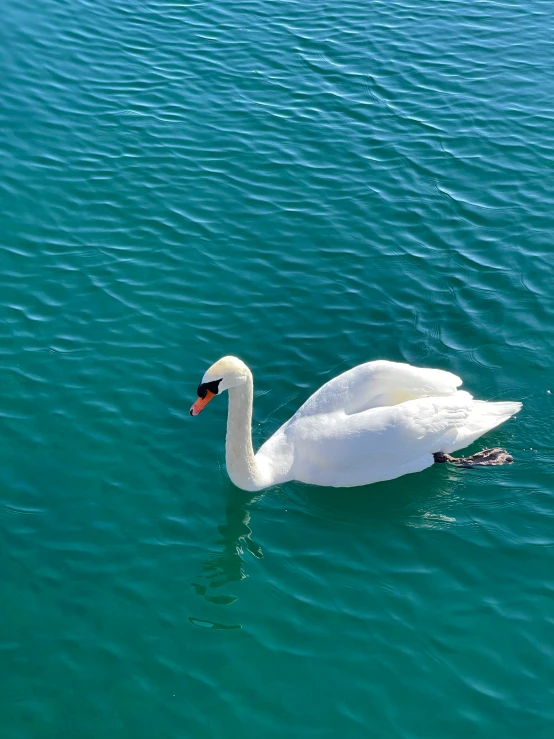 the bird is swimming in the blue water