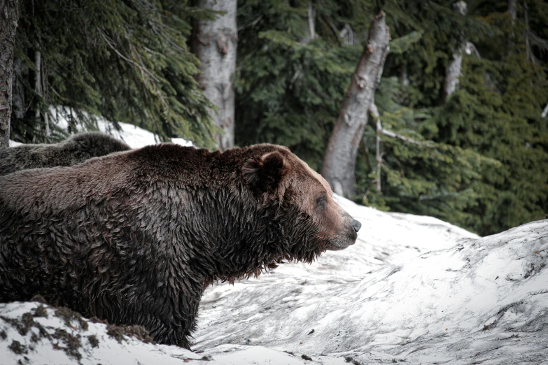 a large brown bear standing on top of a snow covered forest