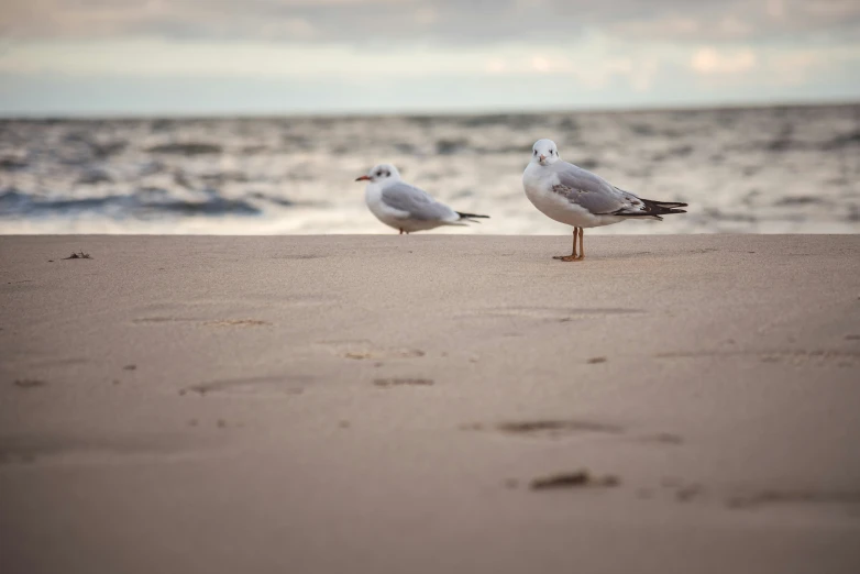 seagulls walking along the beach with an ocean view