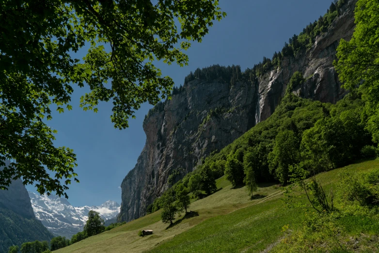 two cows that are grazing on grass near the mountains