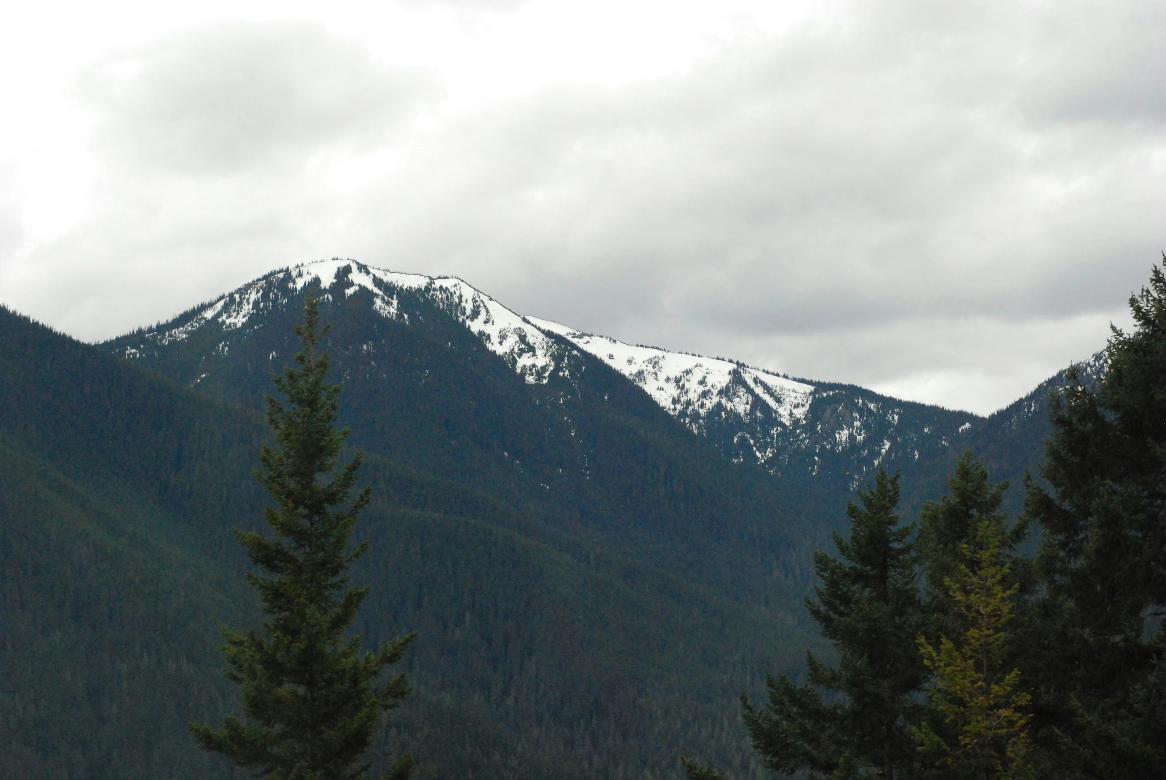 snow covered mountains in the distance with trees