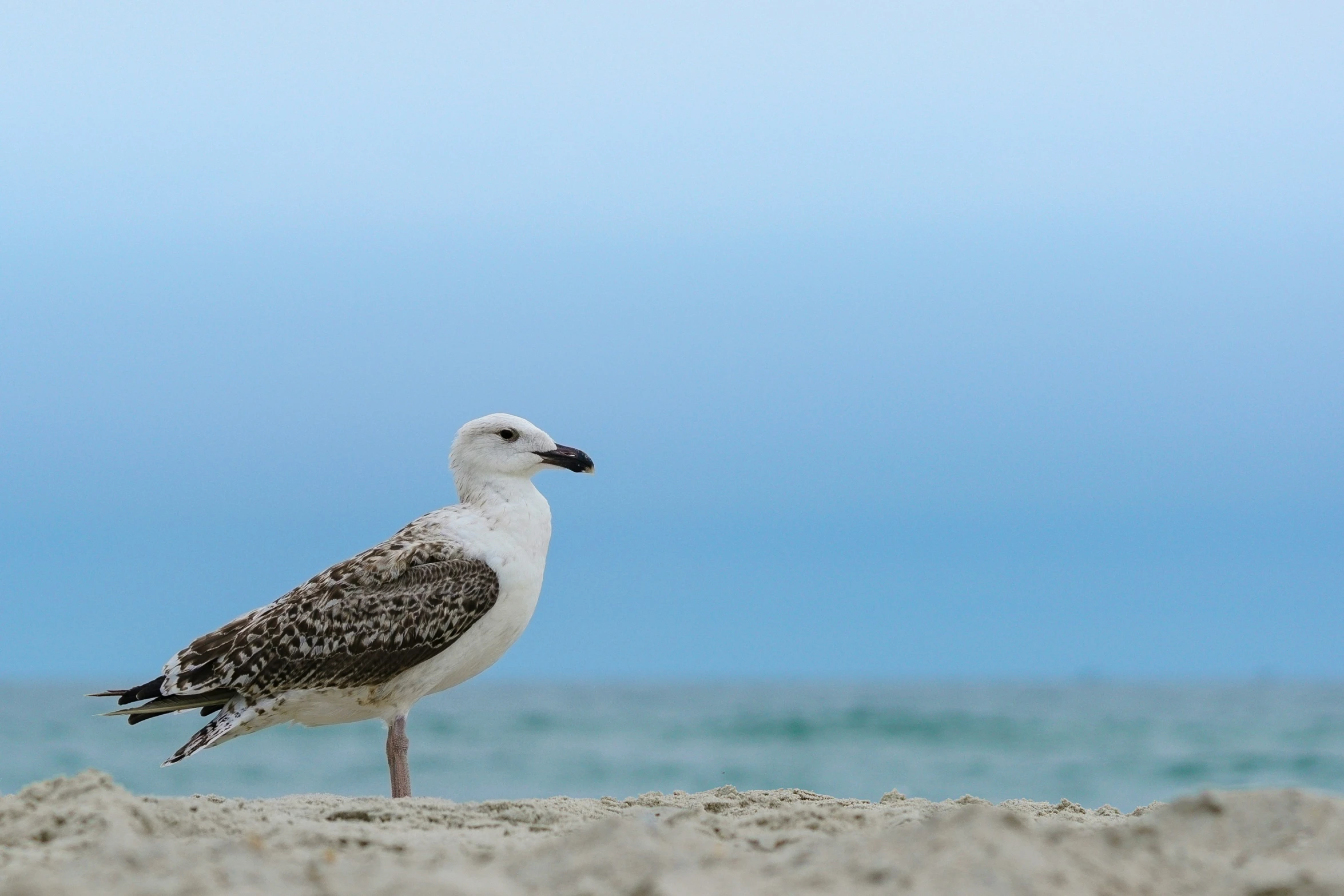 a seagull stands on the sand on the beach