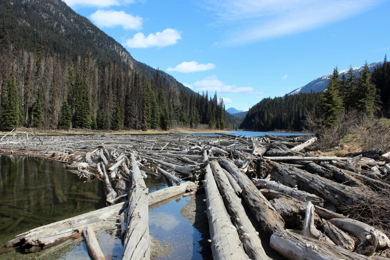 a very long fallen tree lying across the water