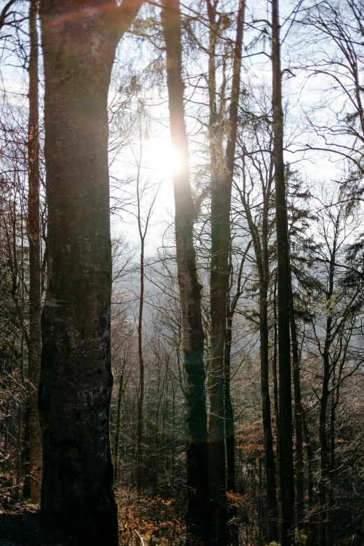 a forest with trees in the fall and a light shining through the trees