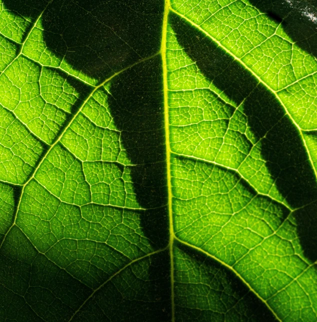 a green leaf showing the light on its underside