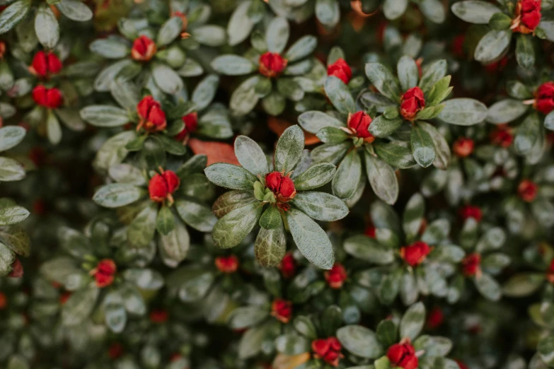 small red flowers on the ground and greenery