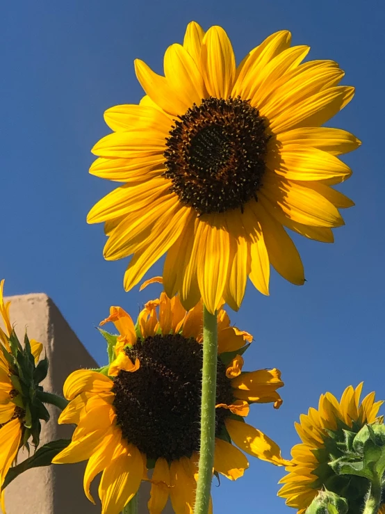 three large yellow sunflowers in the middle of a sunny field