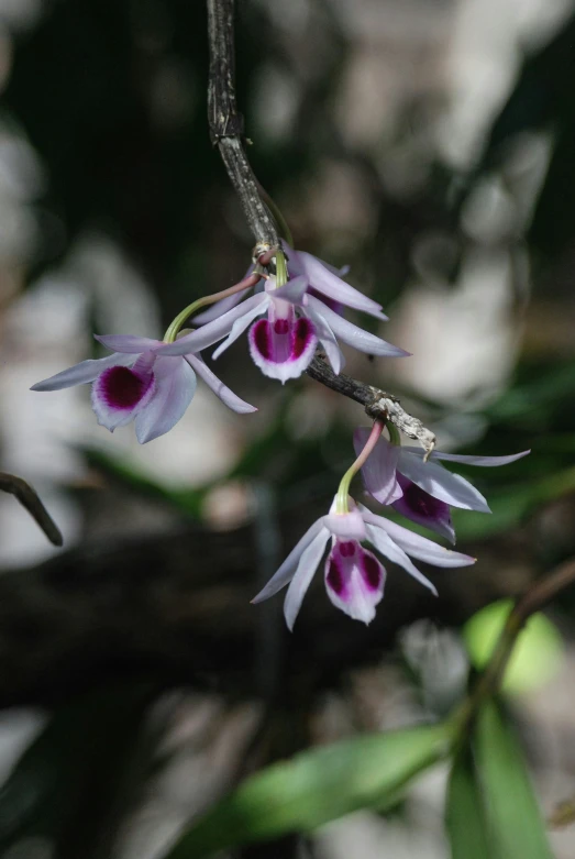 small purple flowers on a nch near tree