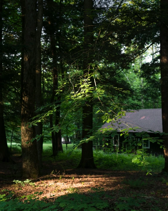 this house in the woods is vacant