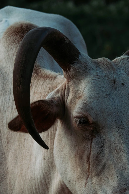 a cow with huge horns is staring to the left