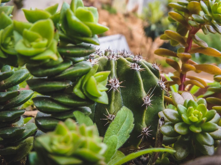 the green cactuses are next to the shrub