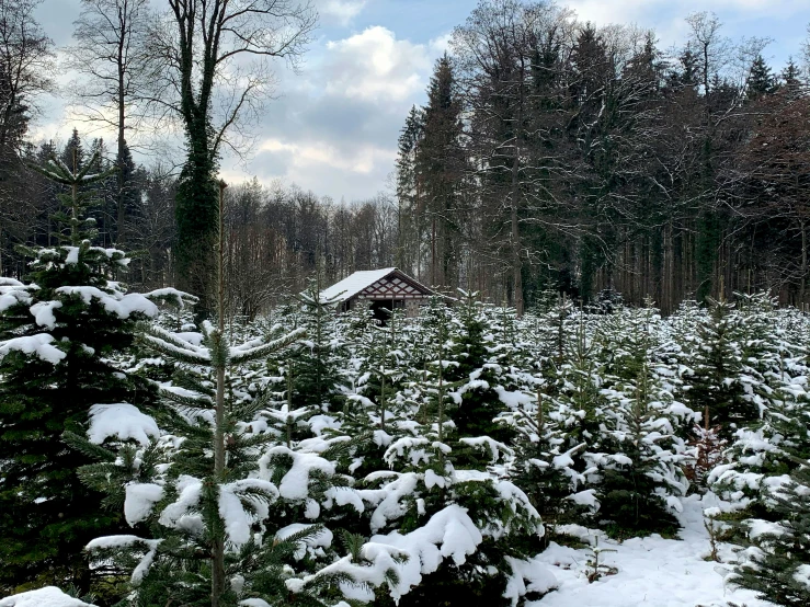 a wooded area covered in snow with many trees