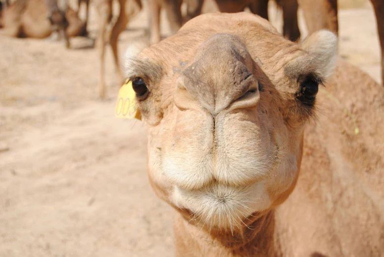 the camel has a yellow tag on its ear