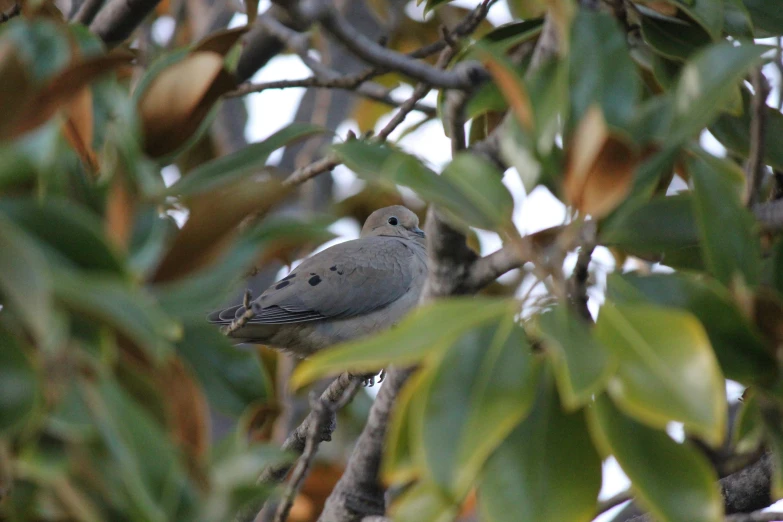 two birds sitting together in a tree