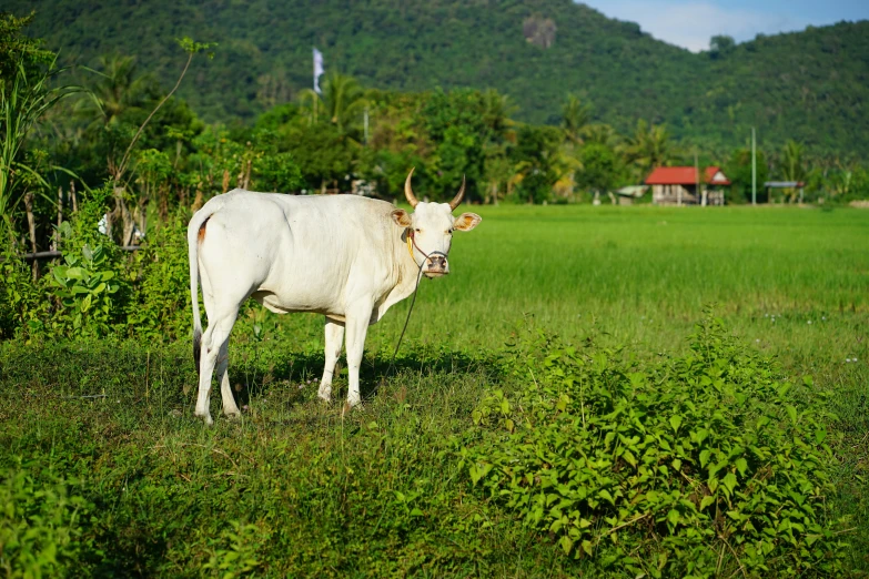 a cow is standing in a grassy area