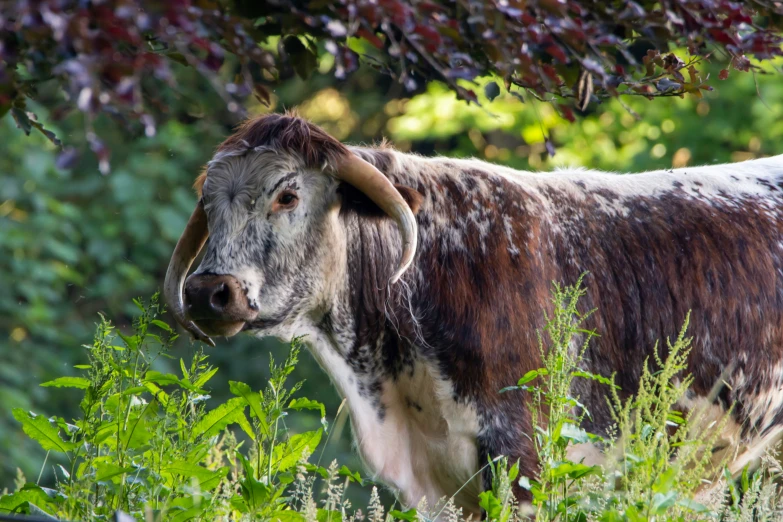 an ox stands under a tree filled with leaves