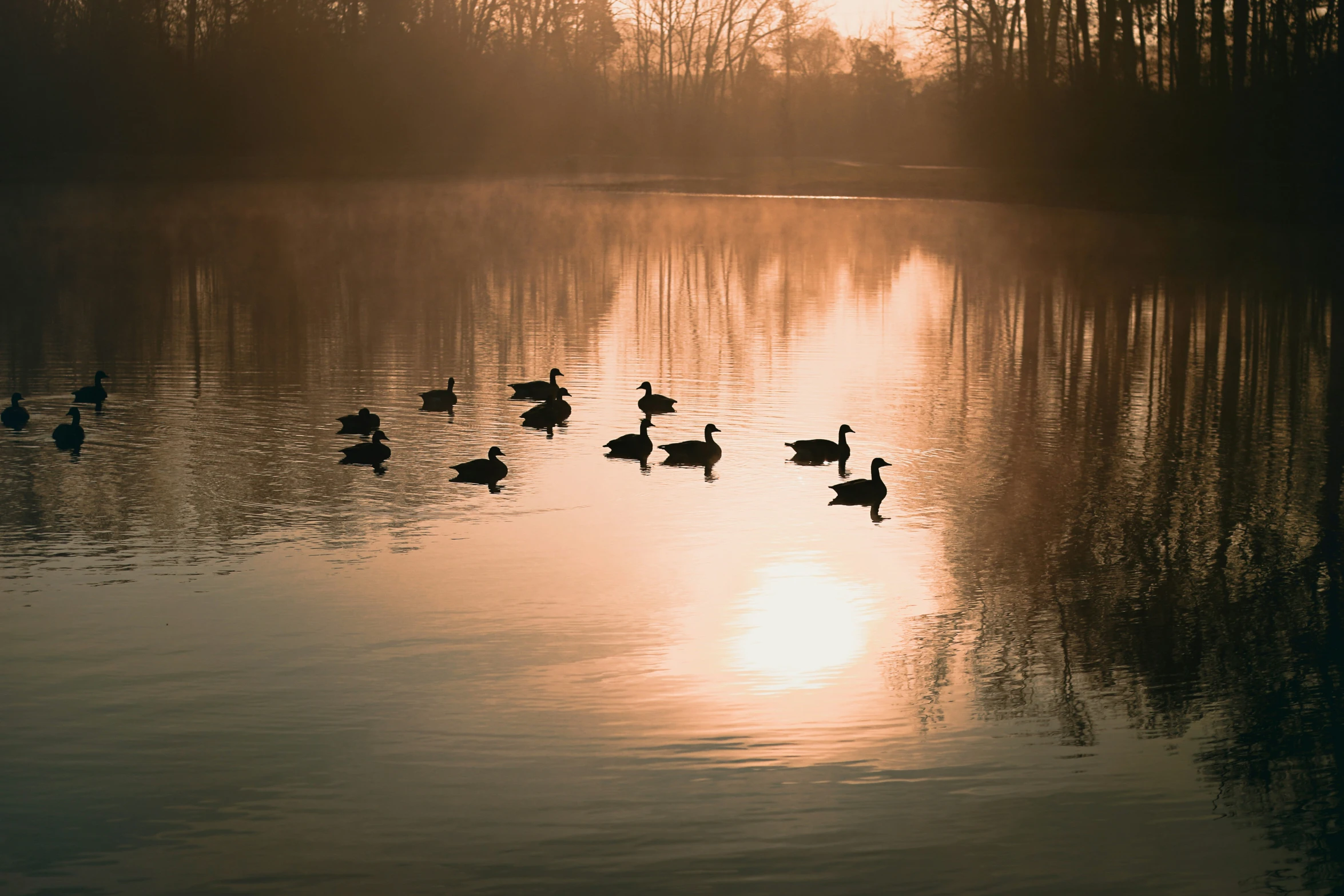 several ducks in the water as the sun is setting