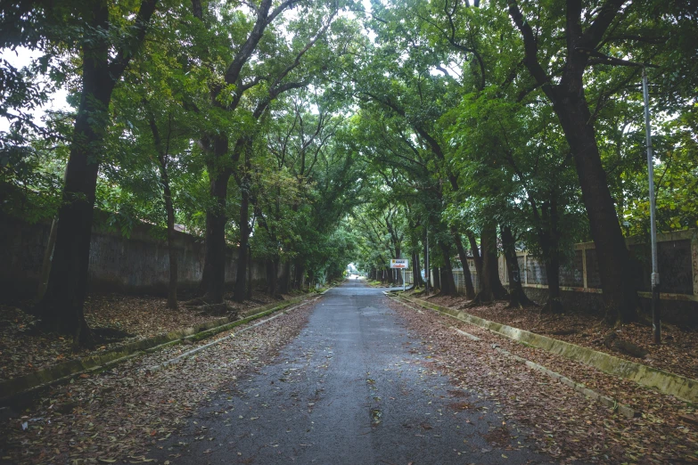an alley way with trees along both sides of the road