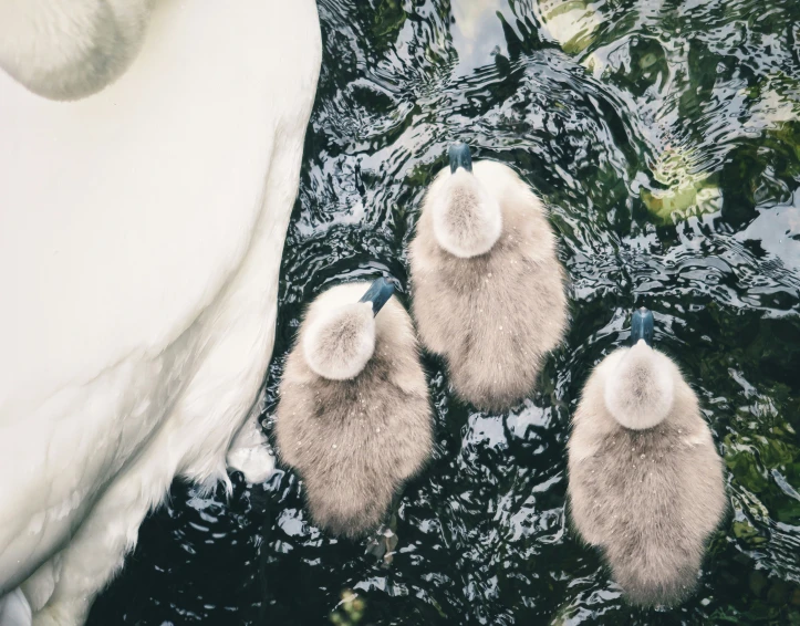 three fuzzyly covered slippers in the water by an iceberg