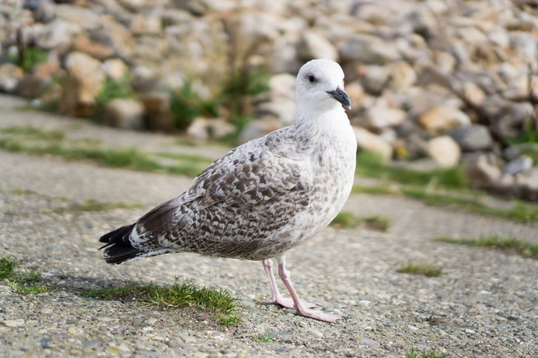 this is a bird on the ground near rocks