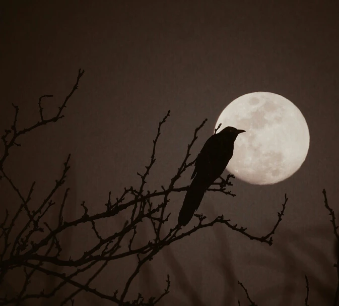 a bird is sitting on a tree nch with the moon in the background