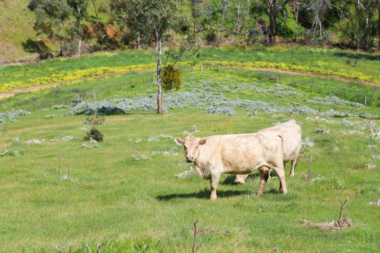 there is a cow in a grassy field