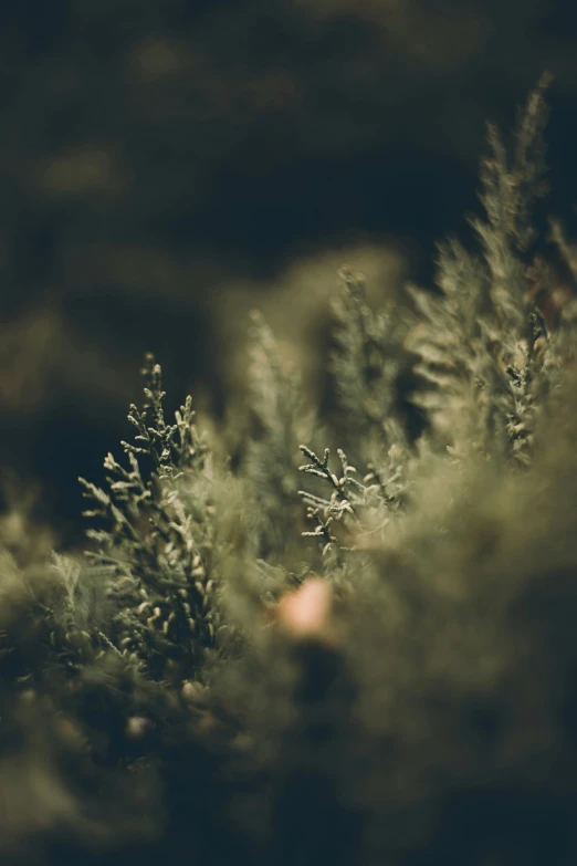 a close up view of a bunch of bushes