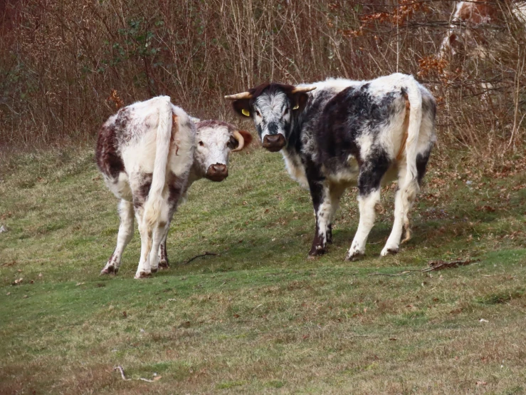 two cows that are standing in the grass