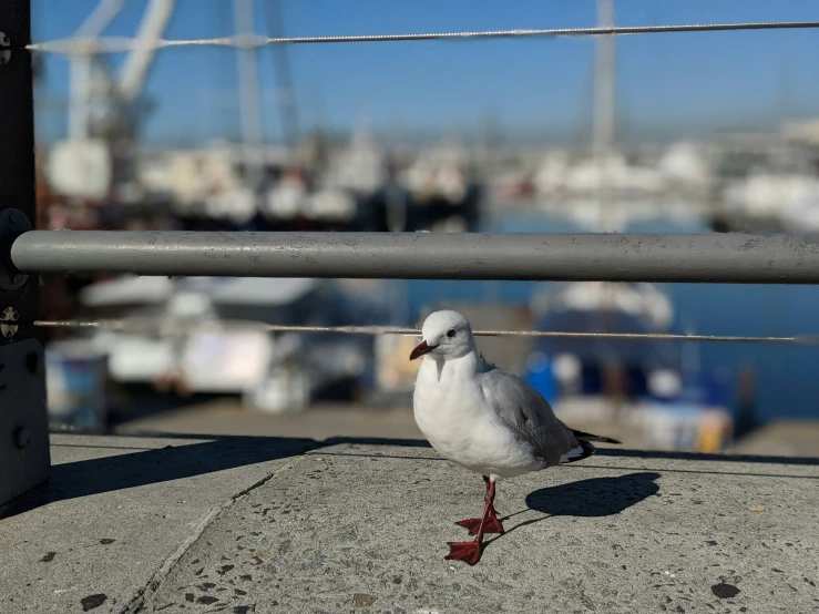 a small gray and white bird standing on concrete