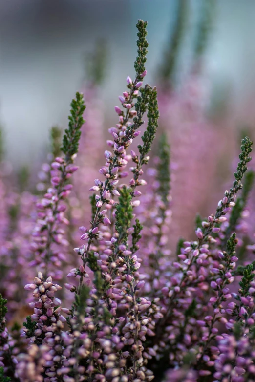 closeup view of purple flowers in a garden