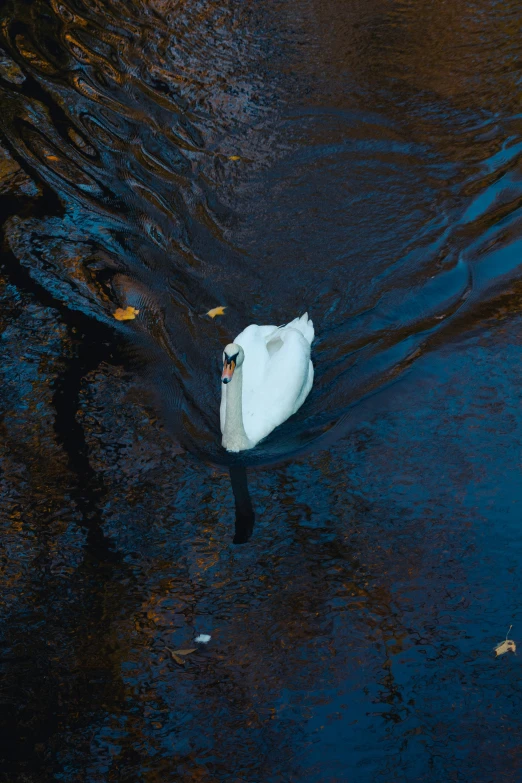 a white swan floating in the lake during a sunny day