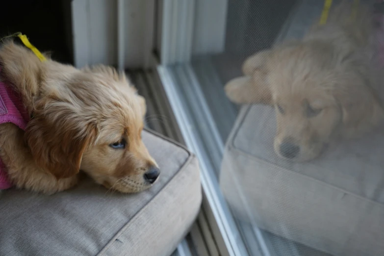 two little dogs sitting on a couch in front of window
