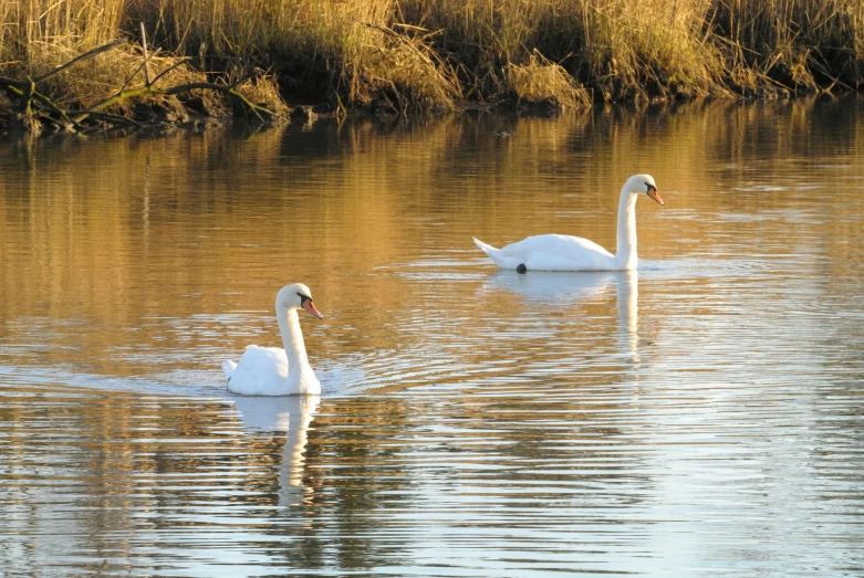 two white swans floating in a body of water