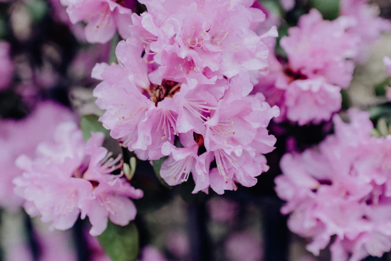 a pink flower is blooming in the midst of trees