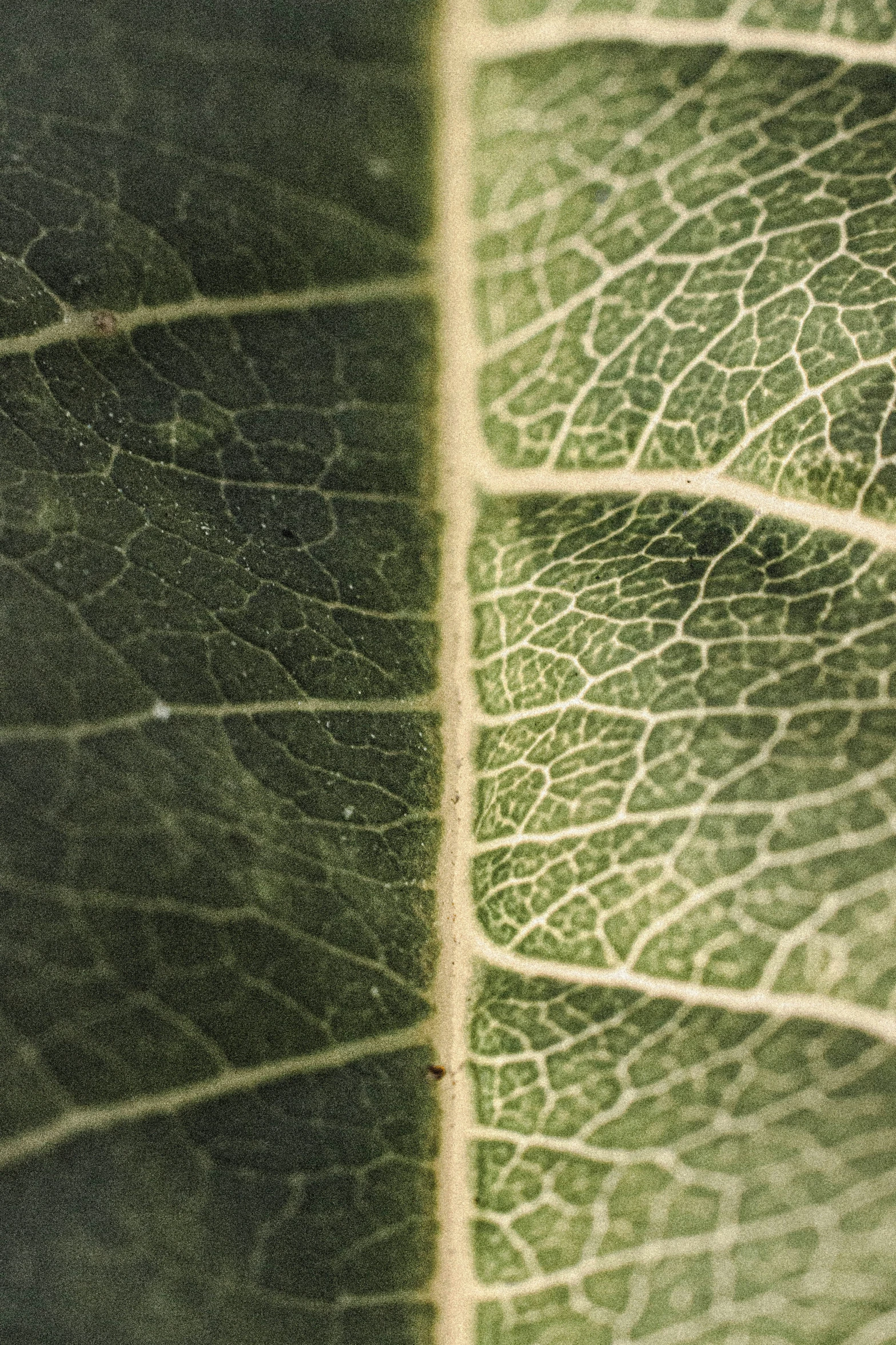 a close up of a leaf with green and white markings