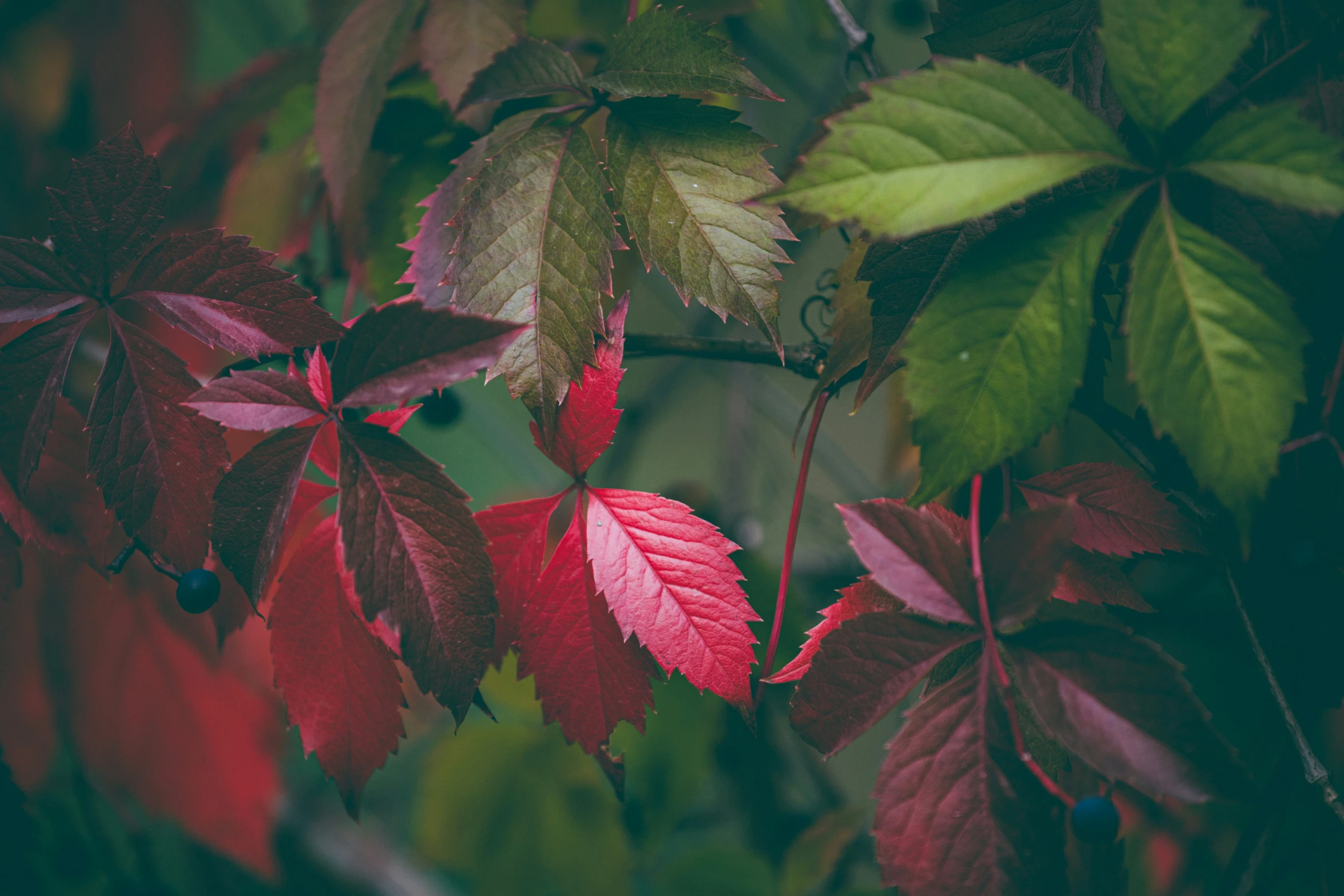 a leafy tree nch in a forest has red leaves and green leaves