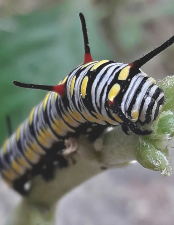 the long, black and yellow caterpillar is sitting on the flower bud