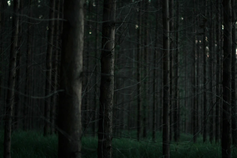 a dark, green forest with lots of trees